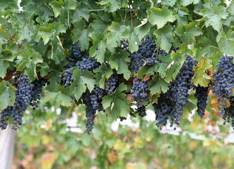 Wine grapes