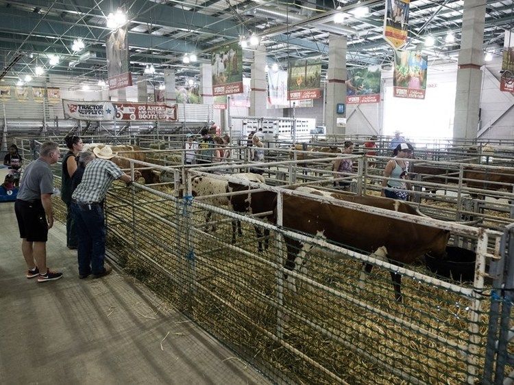 livestock statefair