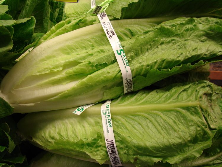 romaine