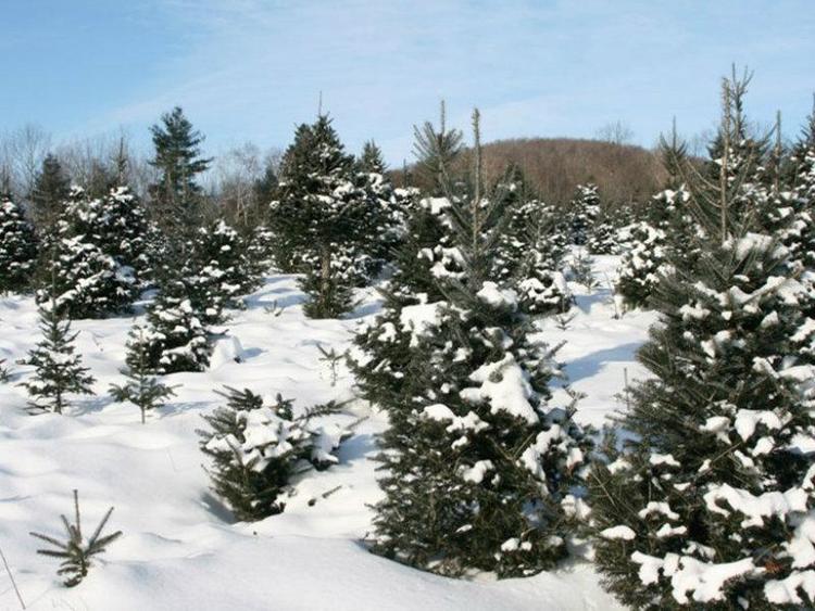 treesjustinrussellprimary