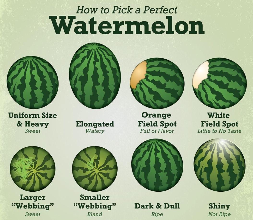 Watermelon HTP 01 copy