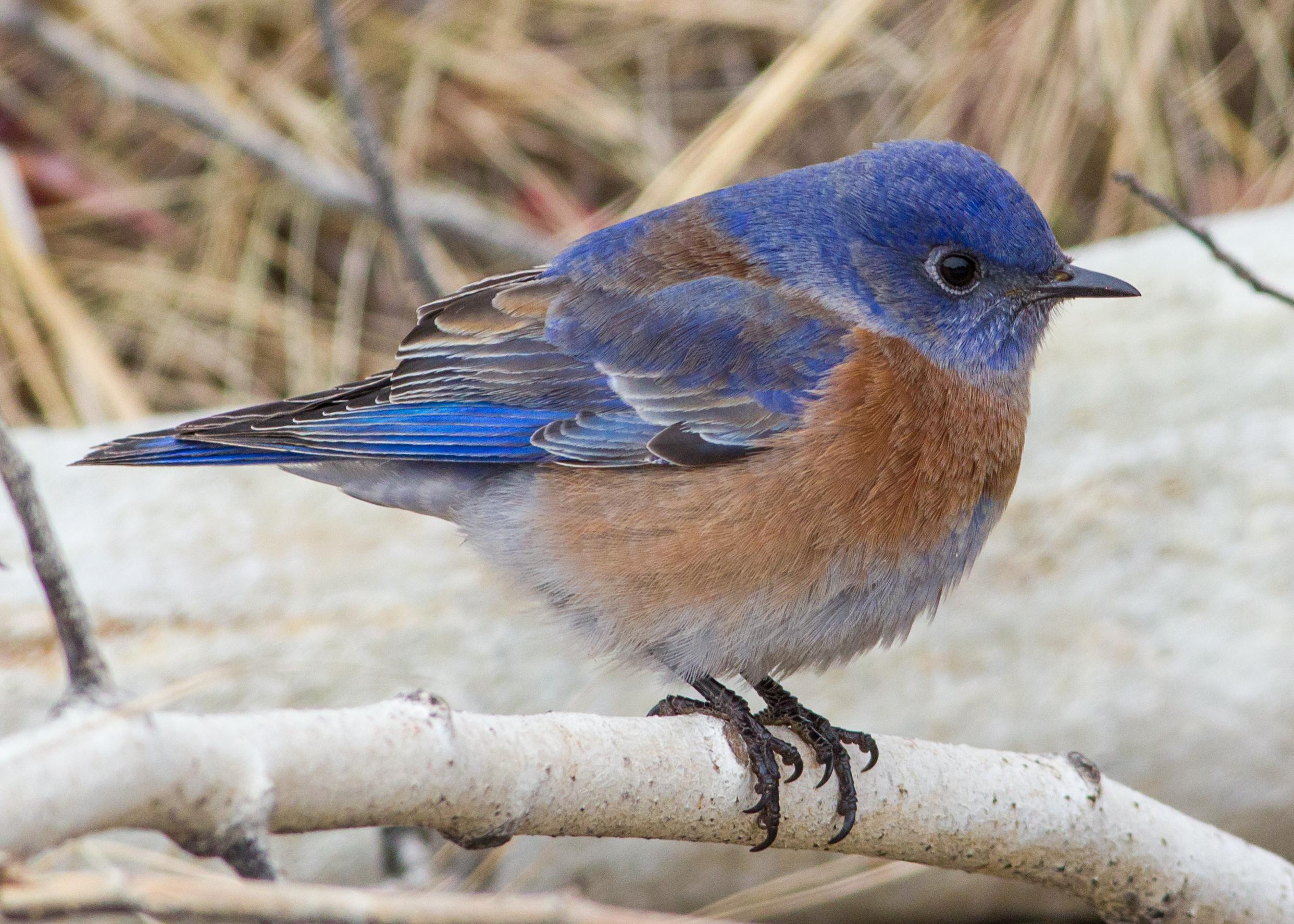 Western bluebird male