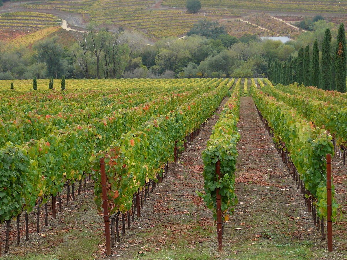 1200px Ferrari carano vineyard in Dry Creek