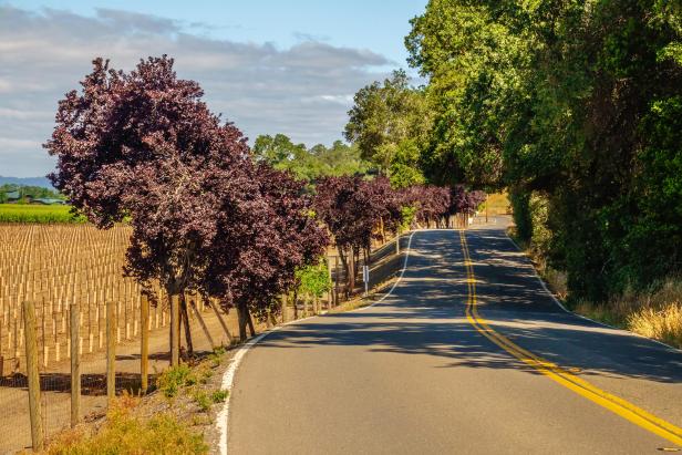Sonoma County mixed‑status families face some of the steepest income losses in the Bay Area if immigration raids occur, report finds Placeholder Image