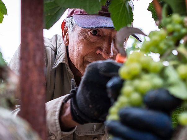 harvestseason 603x452