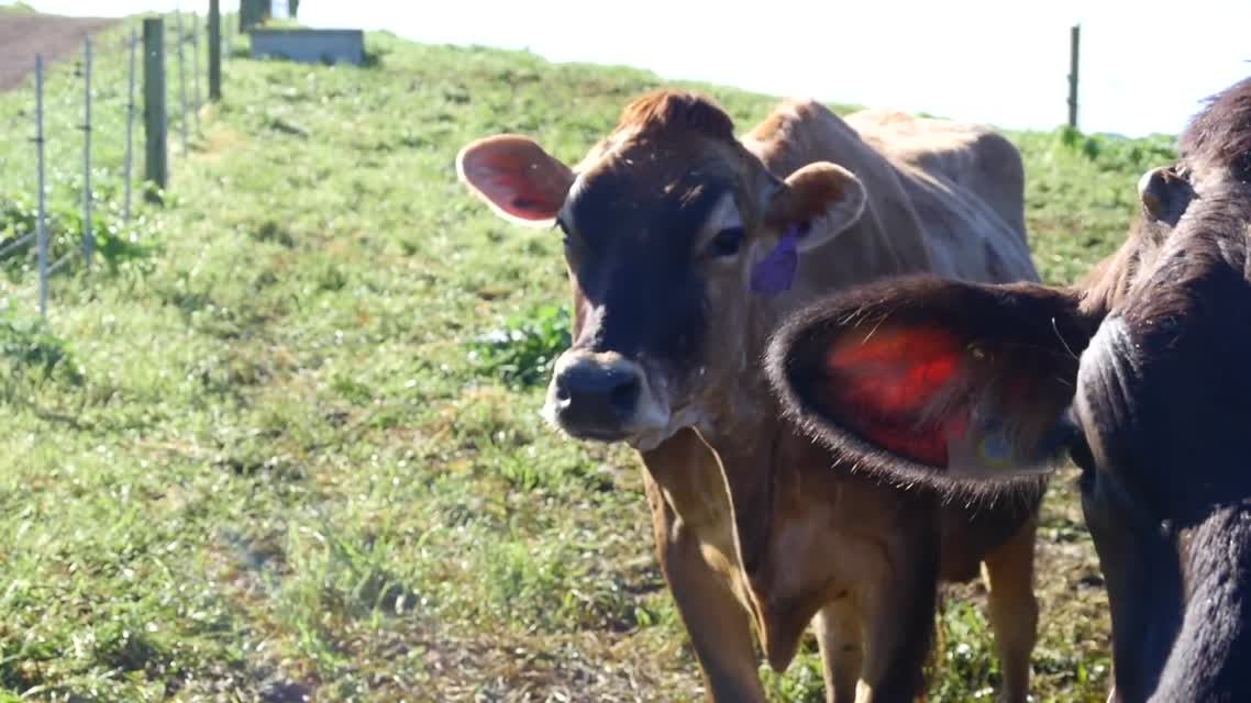 Cows, Compost & Carbon