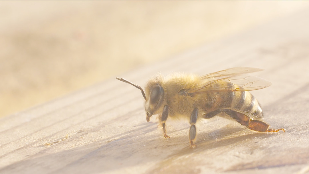 The Good of the Hive