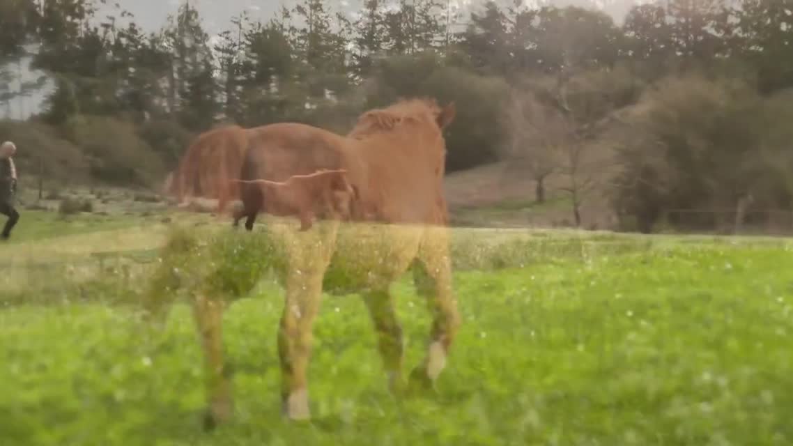 FarmShorts: Full House Farm