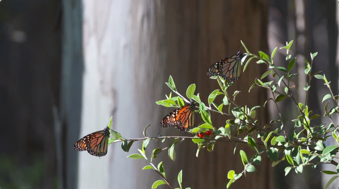 Monarch Butterflies Make Miraculous Population Rebound | Bay Area Bountiful