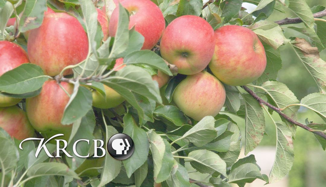 Bay Area Bountiful: Orchards