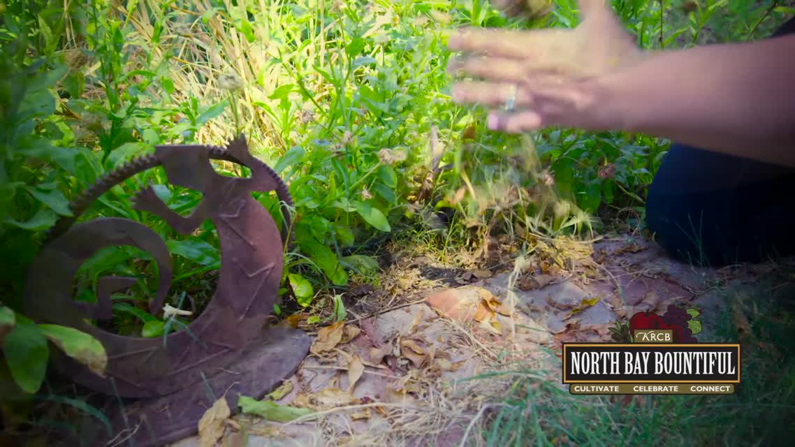 Drought Gardening Tips: Removing Weeds